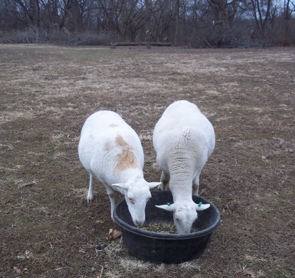 lambs and ewes - Page 2 16.2%20%20Dot%20Molly%20pregger%20b