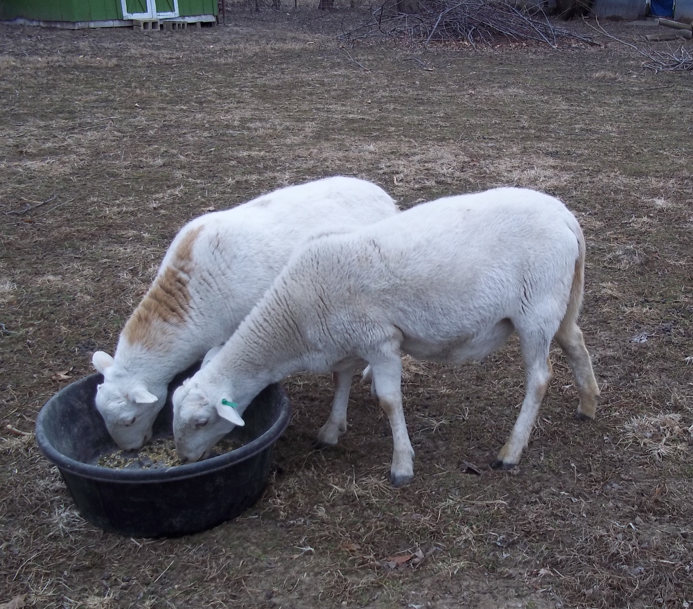 lambs and ewes - Page 2 16.2%20%20Dot%20Molly%20pregger%20e