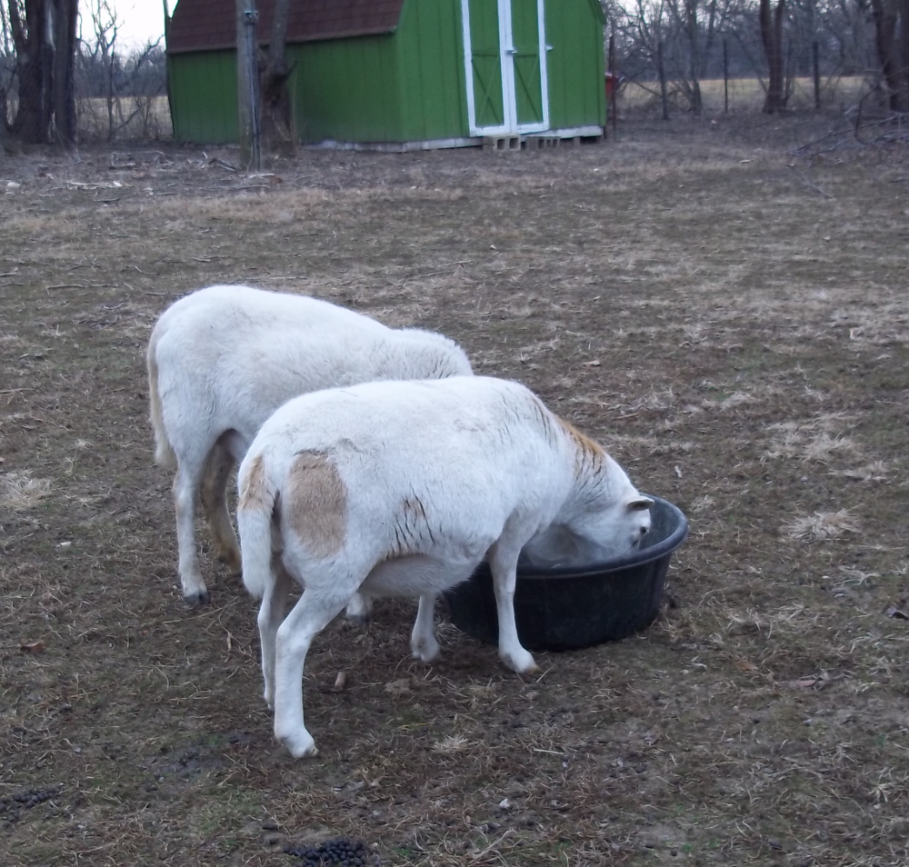 lambs and ewes - Page 2 16.2%20%20Dot%20Molly%20pregger%20f