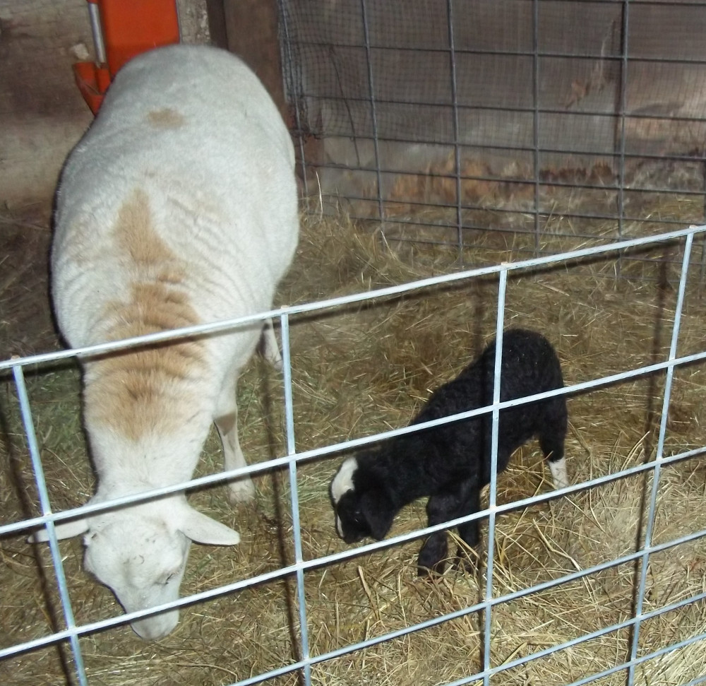 lambs and ewes - Page 2 16.2.29%20Dot%20Skipper%20a1