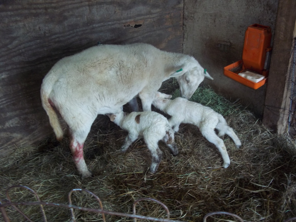 lambs and ewes - Page 3 16.3.9%20Molly%20and%20lambs%201