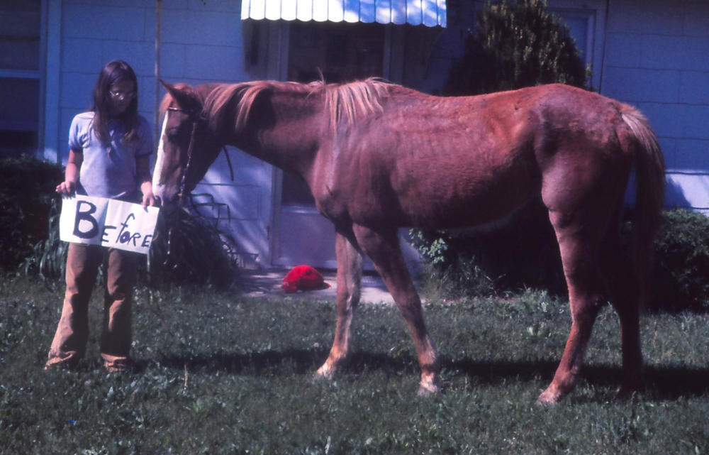 Bringing Back a Starved Horse Lassie%20Before%201ab