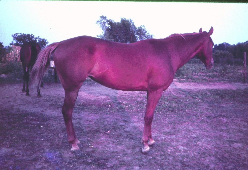 Bringing Back a Starved Horse Lassie%27s%20Sweet%20Pea1a